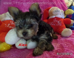 Little yorkie Wonderland puppy for sale